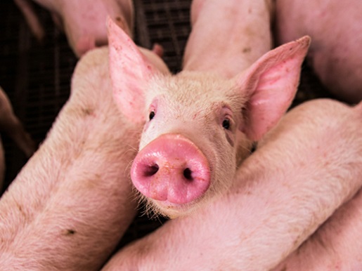Piglet looking at the camera, in a group of other piglets